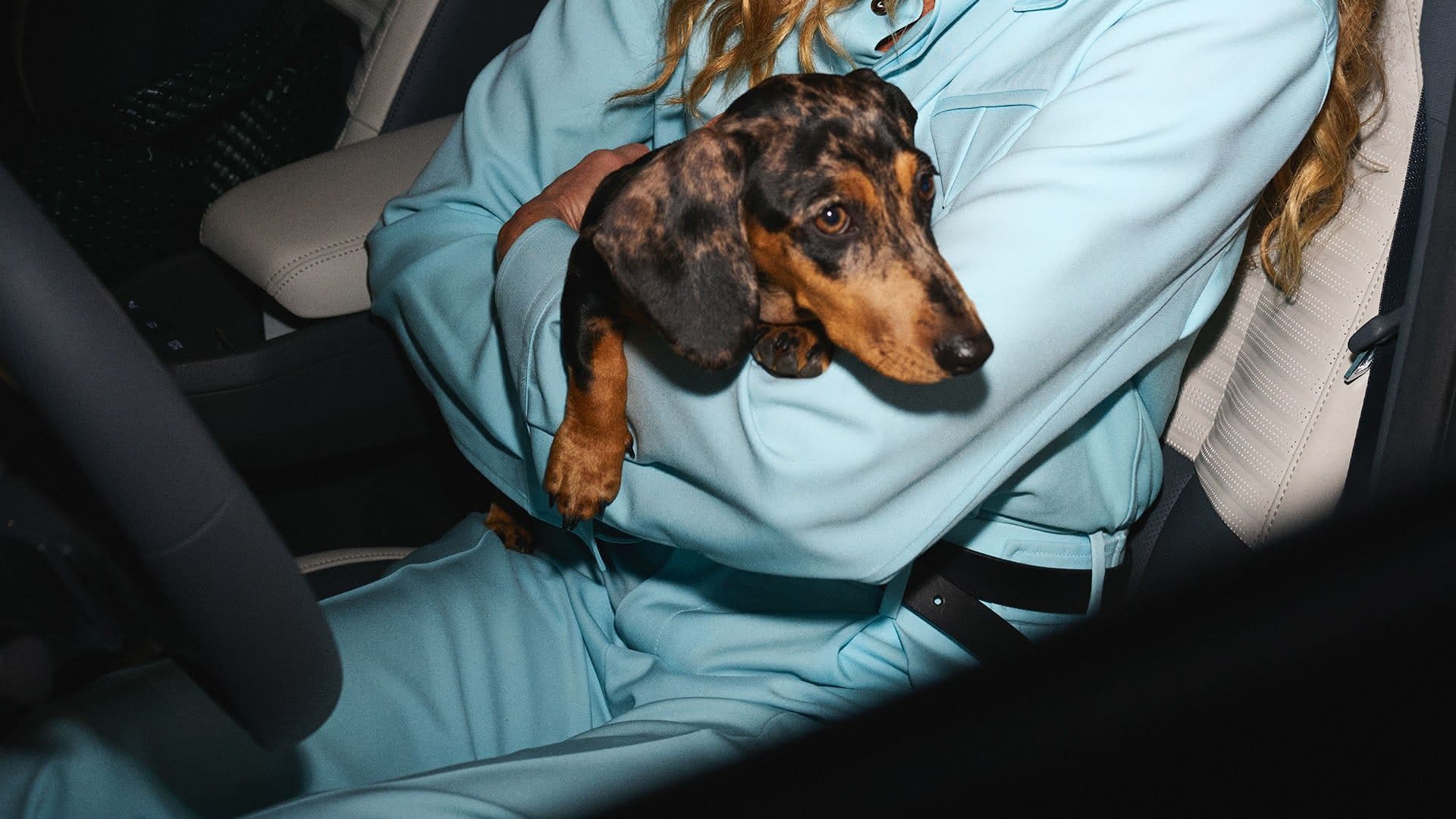 Lifestyle dog